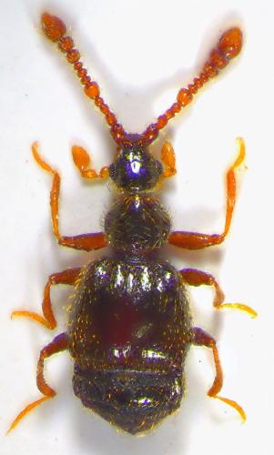 Tychus niger
